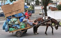 CÂMARA APROVA PROJETOS SOBRE CUIDADOS E ADOÇÃO CONSCIENTE DE ANIMAIS